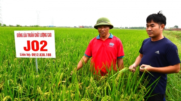 Bắc Ninh hỗ trợ 100 triệu/ha để tập trung đất nông nghiệp quy mô lớn