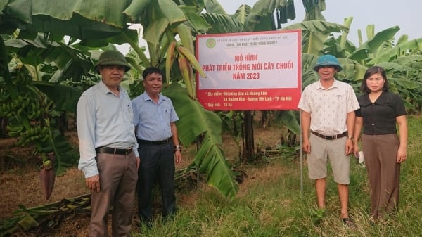 3 năm Hà Nội theo đuổi mục tiêu xuất khẩu chuối