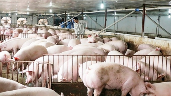 Trung Quốc đang cần nhập lợn mà không xuất khẩu được là tại chúng ta