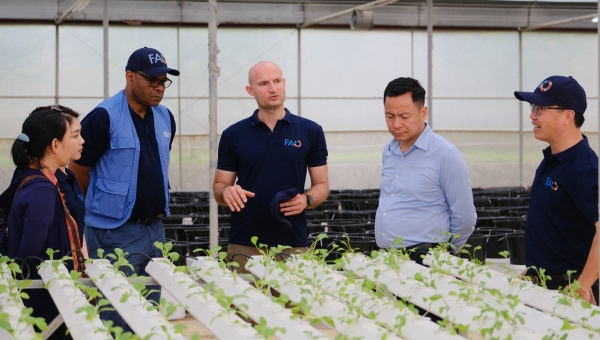 Over 35,000 square meters of greenhouses in Moc Chau receive support for upgrades and renovation