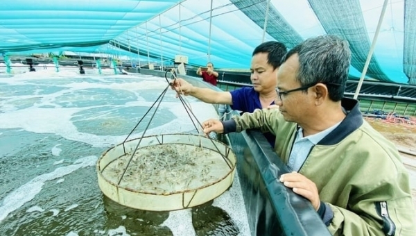 Shrimp industry is expected to earn more US$ 4 billion