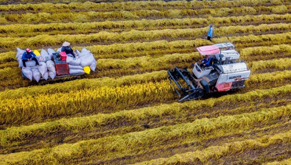 1 million hectares of high-quality rice project proposes a VND 9,000 billion loan from World Bank