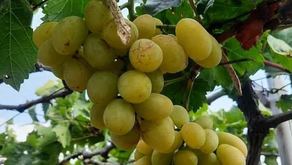 Ninh Thuan grape prices drop sharply due to the hot weather