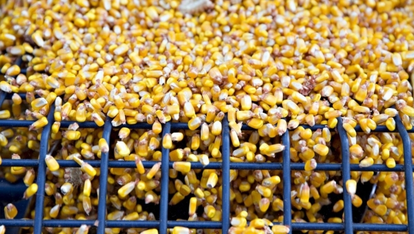 Chinese buyers cancel corn shipments as Beijing supports farmers
