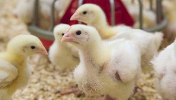 Multi-enzyme complexes revolutionise poultry diets