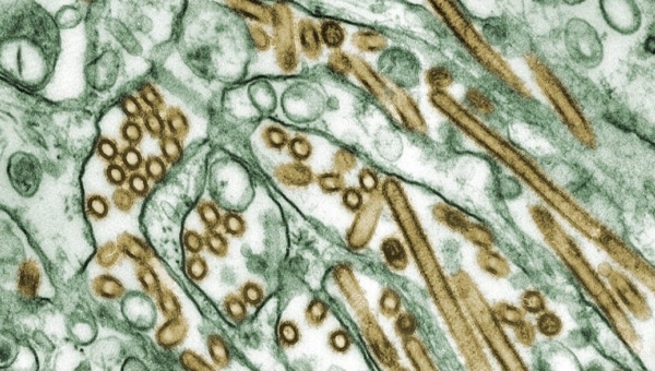 USDA publishes H5N1 influenza A virus genetic sequences