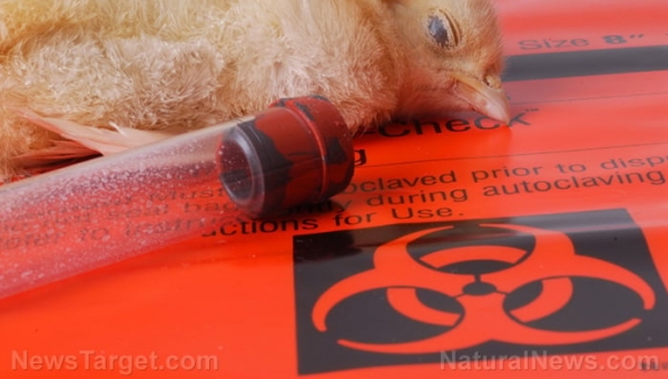 Bird flu raises concern of WHO