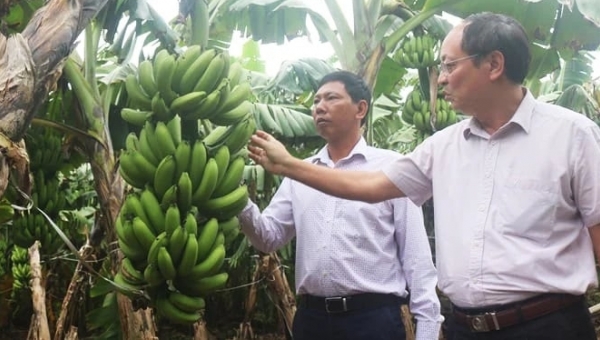 Phu Tho has 9 banana production unit codes for export