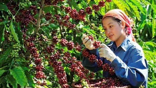 Coffee prices on 04/10/2024: Domestically stable
