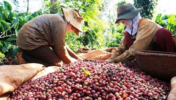 Coffee prices on 04/13/2024: surging over VND 110,000/kg