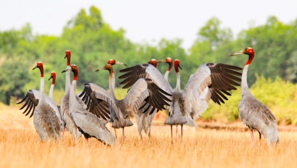 Save the red-crowned cranes in danger of extinction