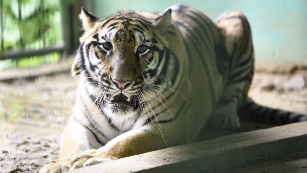 Conservation of Indochinese tigers: A long story with many challenges