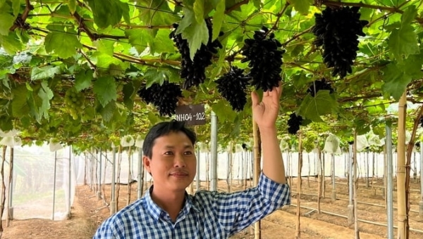 High-tech agriculture in Ninh Thuan: Several models garner over 1.2 billion VND/ha