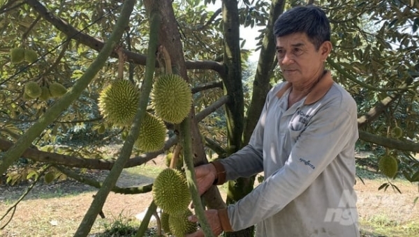 Durian price doubled, profit more than VND 1 billion/ha