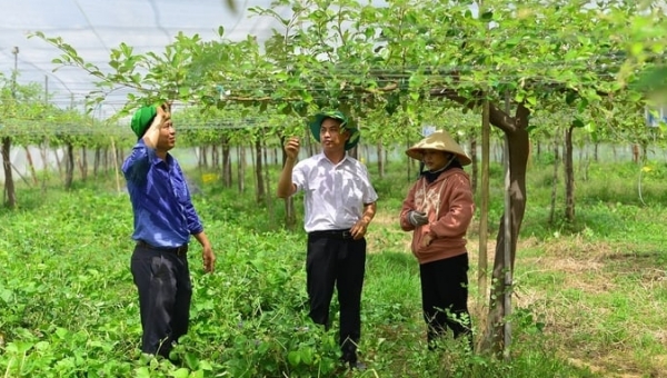 High-tech agriculture in Ninh Thuan: Finding ways to escape from prevailing model