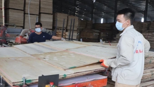 Plywood businesses faces risk of closure due to South Korean anti-dumping tax