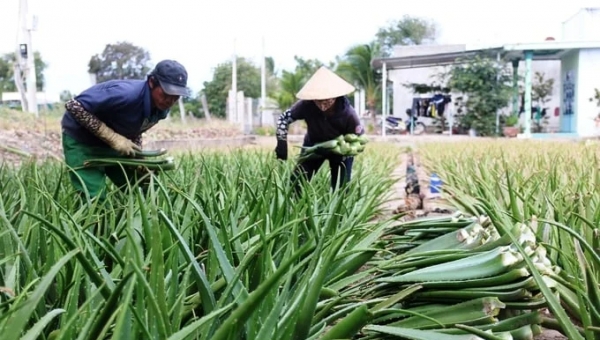 High-tech agriculture in Ninh Thuan: Several effective models
