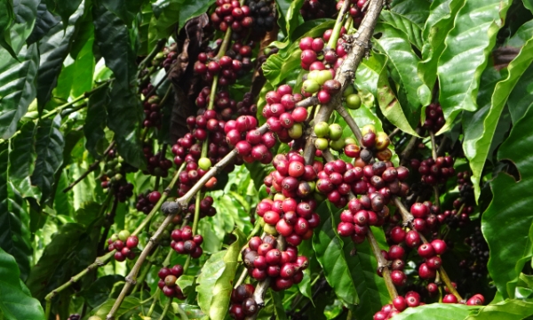 VnSAT’s positive results in Gia Lai’s coffee-growing areas