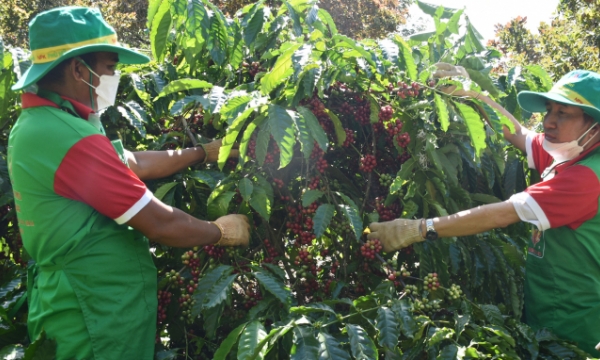 Hạt nhân trong chuỗi liên kết phát triển cà phê bền vững VnSAT