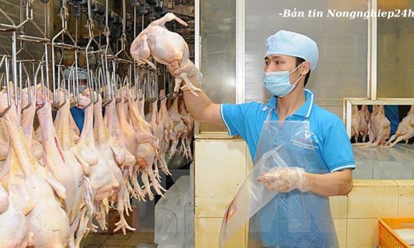 Đề nghị Vương quốc Anh sớm nhập khẩu sản phẩm thịt gà, ức gà của Việt Nam