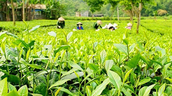 Vùng nông nghiệp xanh trù phú ở Đồng Hỷ