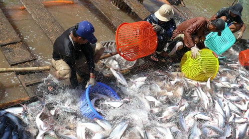 Bản tin Thủy sản ngày 18/12/2023: Diện tích nuôi cá tra năm 2023 ước đạt 5.700ha
