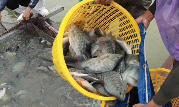Bản tin Thủy sản ngày 22/2/2024: Brazil dừng nhập khẩu cá rô phi Việt Nam