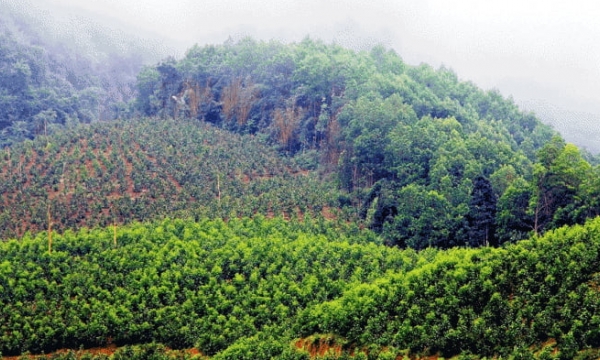 Bản tin Lâm nghiệp ngày 11/3/2024: Việt Nam có diện tích rừng trồng lớn