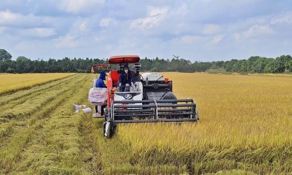Một doanh nghiệp muốn bao tiêu gần 68% diện tích lúa Đông Xuân