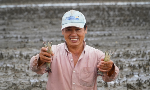 Rice-shrimp farming, farmers bring in millions of money every day