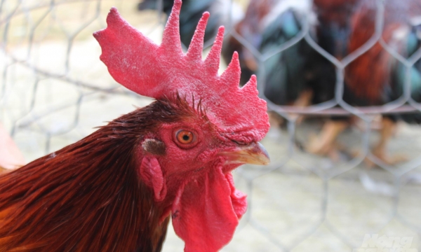 Lần đầu tiên, chọn tạo những con gà Mía tiến vua bằng công nghệ tìm gen