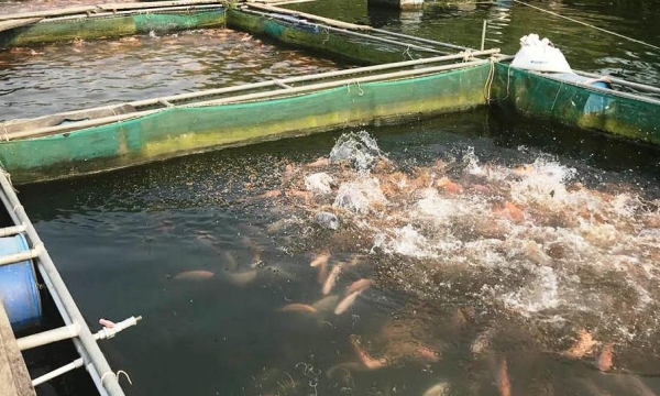 Thừa Thiên- Huế: Hàng chục tấn cá diêu hồng bí đầu ra