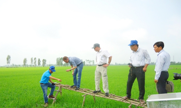 Mô hình tưới tiết kiệm cho lúa để thích nghi biến đổi khí hậu