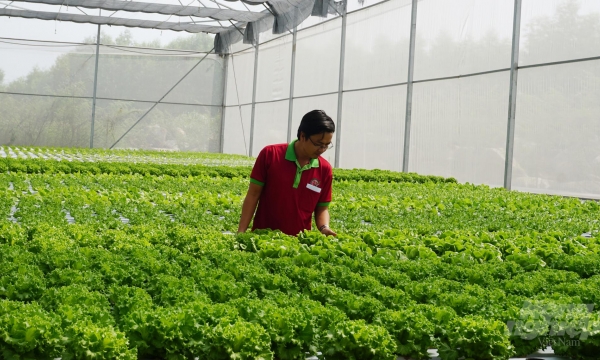 Nơi trồng rau thủy canh lớn nhất Sài Gòn