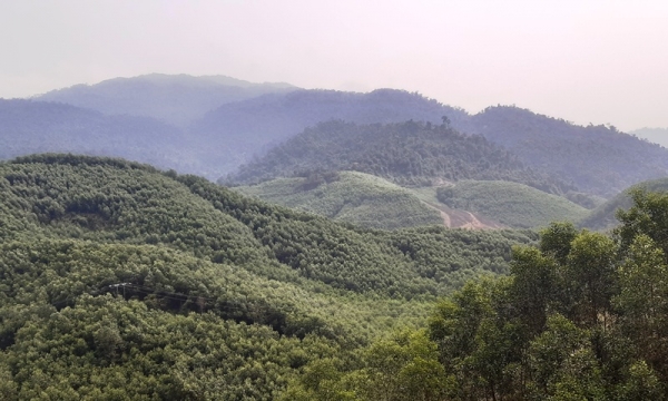 Thừa Thiên- Huế: Ổn định độ che phủ rừng