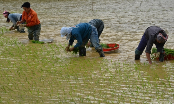 Thời vụ và kỹ thuật chăm sóc lúa Japonica vụ mùa