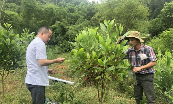 Tuyên Quang: Hơn 100 ha keo bị khô héo