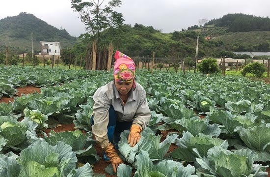 Hòa Bình: Liên kết trồng bắp cải trái vụ