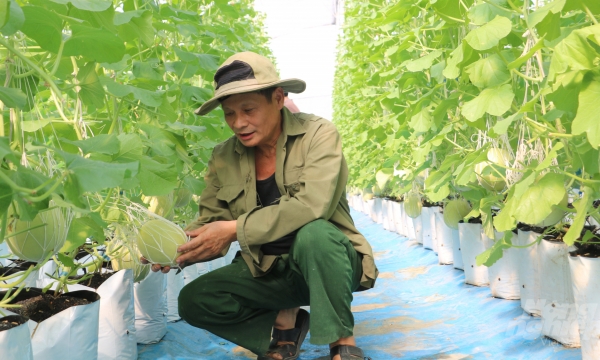 Hưng Yên 'trải thảm đỏ' thu hút  đầu tư vào nông nghiệp