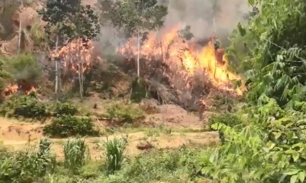 Khánh Hòa chỉ đạo xử lý vụ đốt, phá rừng ở Khánh Thành