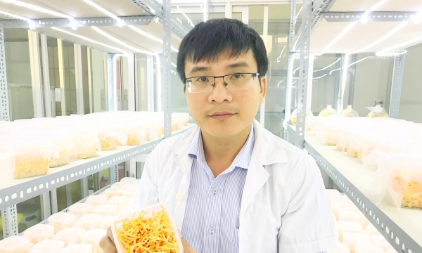 Trà Vinh: Sản xuất thành công nấm đông trùng hạ thảo
