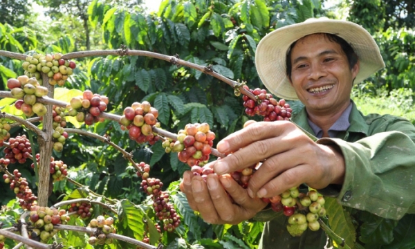 Tăng tiêu thụ cà phê nội địa để giảm áp lực xuất khẩu