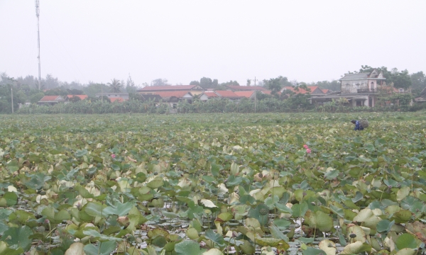 Thừa Thiên- Huế mở rộng diện tích trồng sen kết hợp du lịch sinh thái