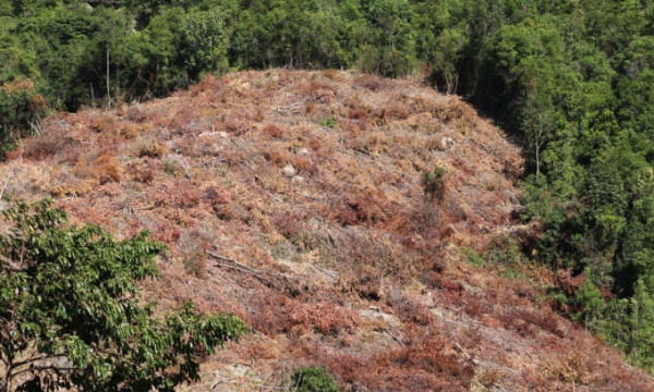 Thủ tướng giao tỉnh Khánh Hòa kiểm tra phản ánh phá rừng tại Suối Tân