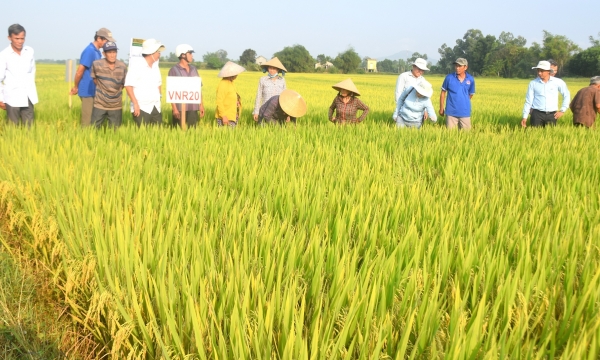 Mê mẩn tập đoàn giống lúa mới của VinaSeed trên đất Bình Định