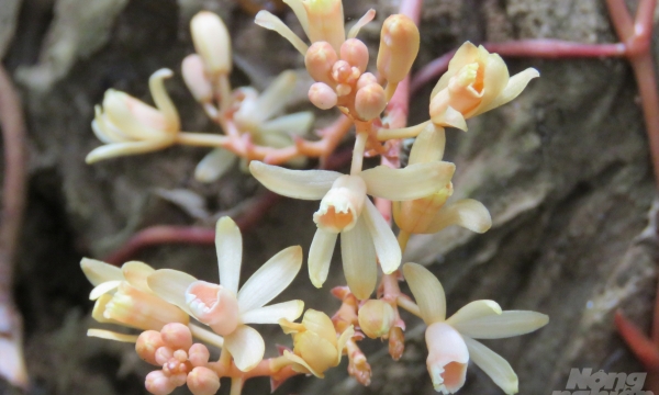 Rare orchid discovered in Quang Tri