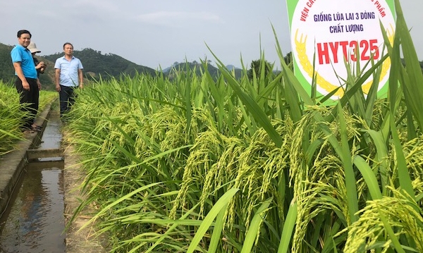 Memories of hybrid rice’s development in Vietnam