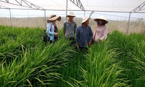 Another story about hybrid rice in Vietnam