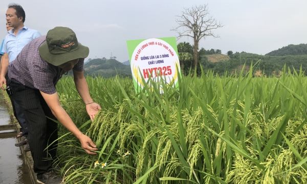 Hybrid rice in Vietnam: The story continues