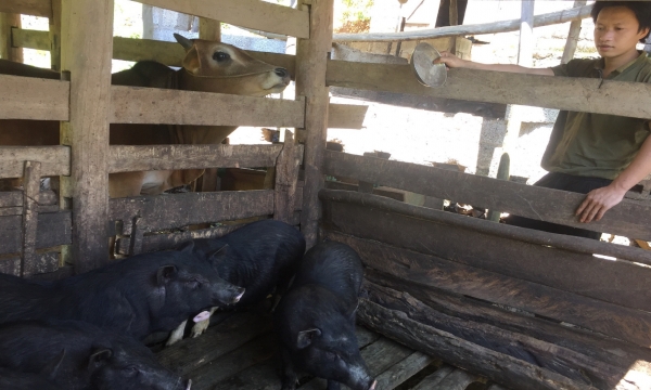 Chăn nuôi lợn đen bản địa hàng hóa